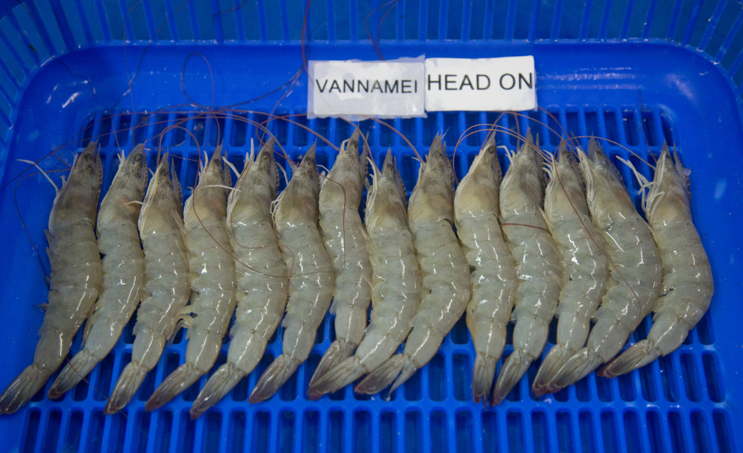 HEAD ON VANNAMEI SHRIMPS