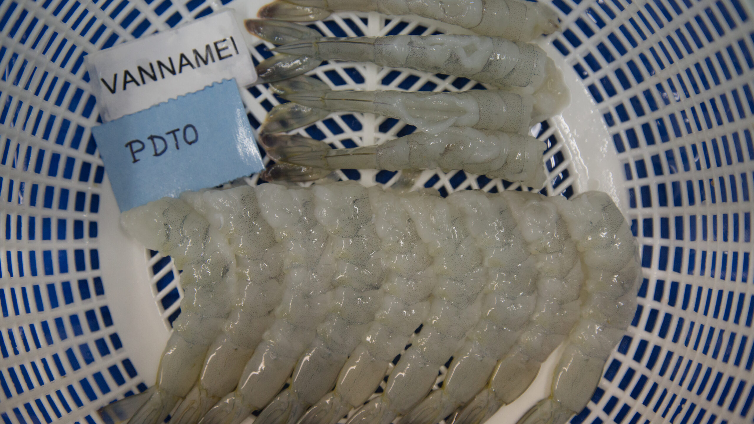 VANNAMEI PDTO SHRIMPS