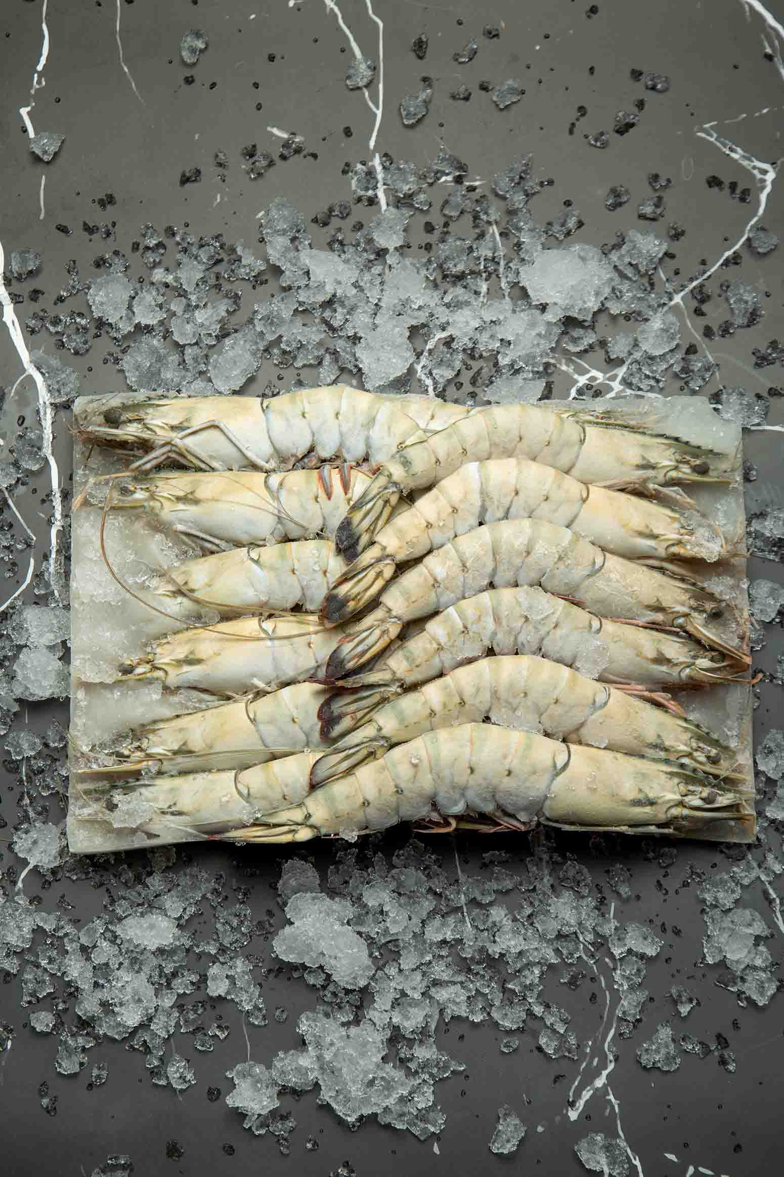 HEAD ON SHELL ON BLACK TIGER  BLOCK FROZEN